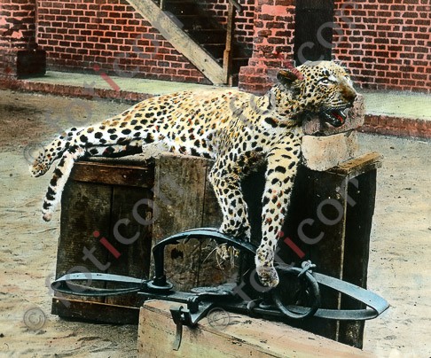Leopard | Leopard - Foto foticon-simon-192-046.jpg | foticon.de - Bilddatenbank für Motive aus Geschichte und Kultur